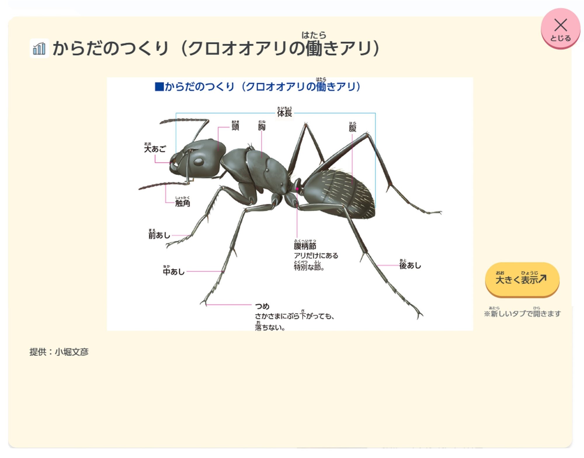 アリ_からだのつくり