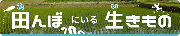 田んぼにいる生きものバナー