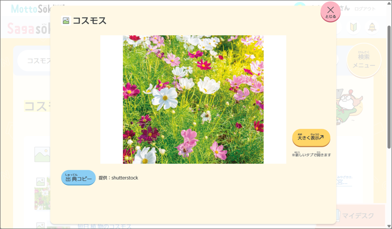 引用_コスモス